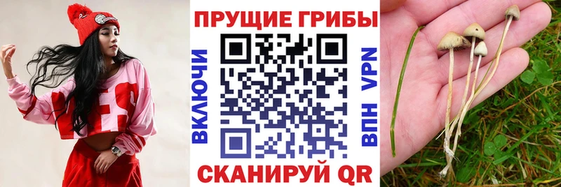Псилоцибиновые грибы Psilocybine cubensis  сколько стоит  mega маркетплейс  Заволжье 